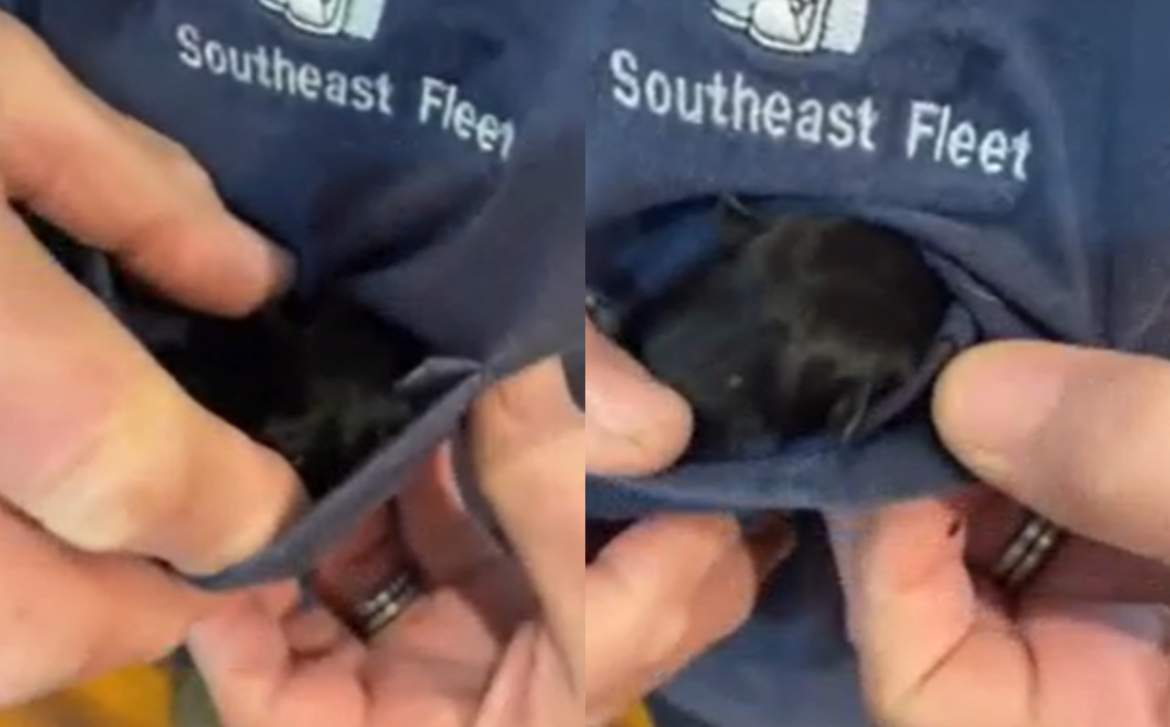 Perrito viral enterneció las redes. Foto: captura video.