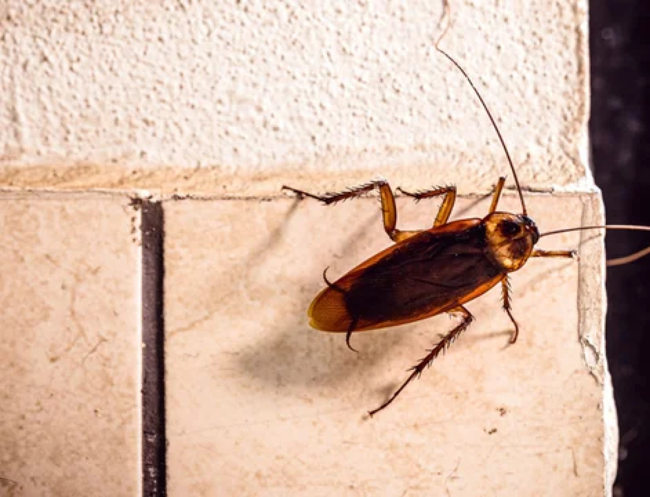 Cucaracha. Foto: NA