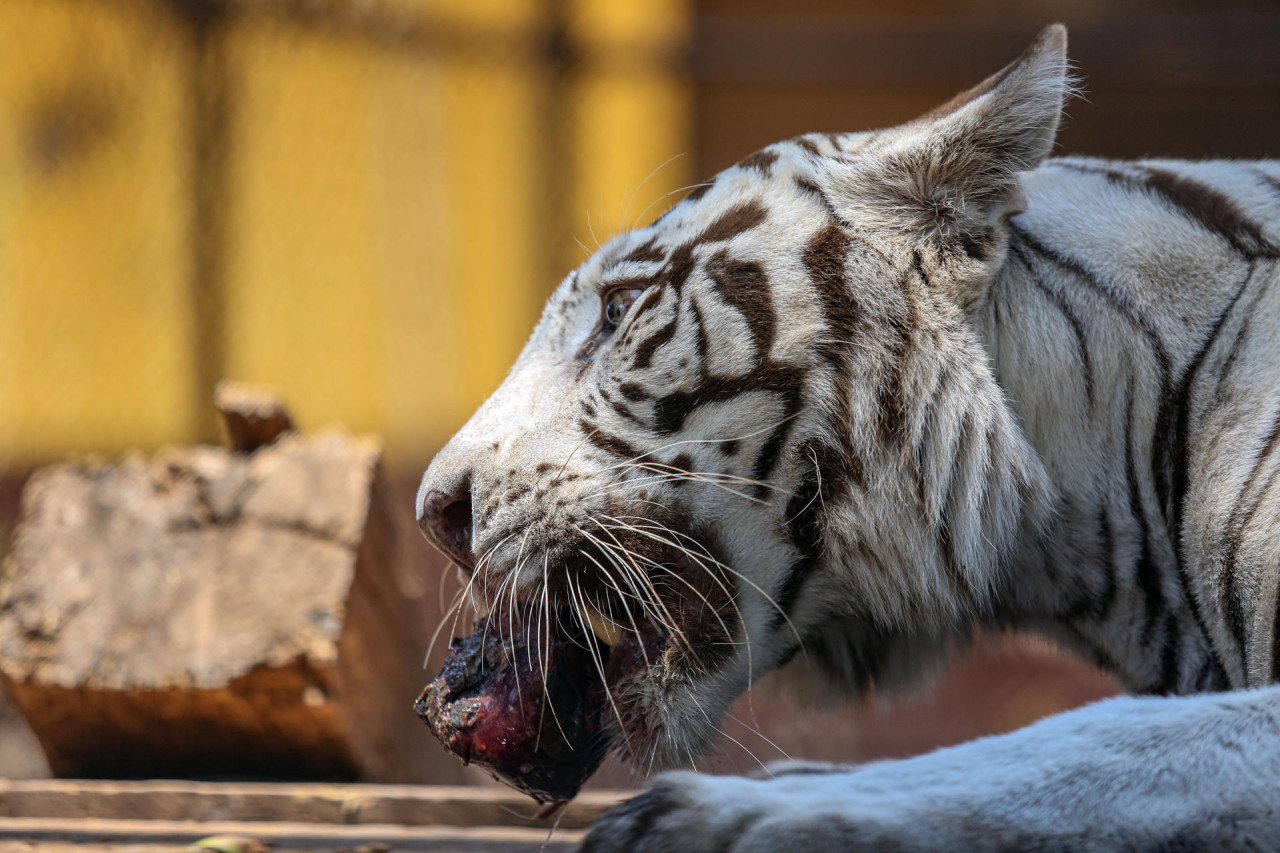 Un tigre blanco come una paleta de hielo elaborada con carne y pollo. Foto: EFE.