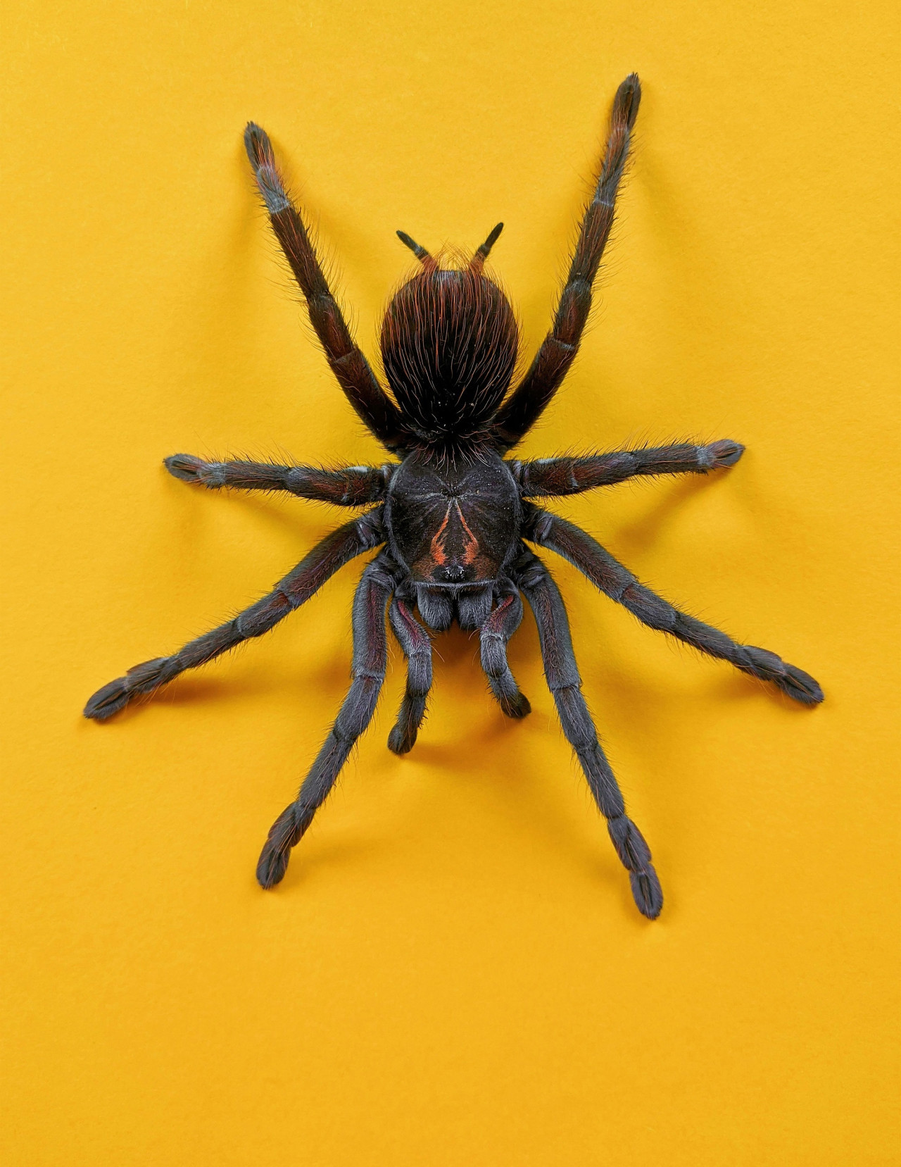 Araña. Foto Unsplash.