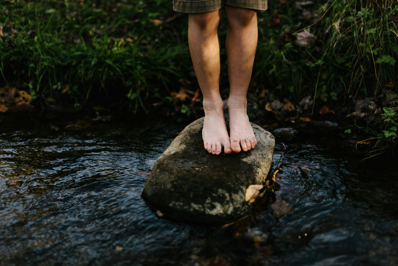 Pies. Foto: Unsplash