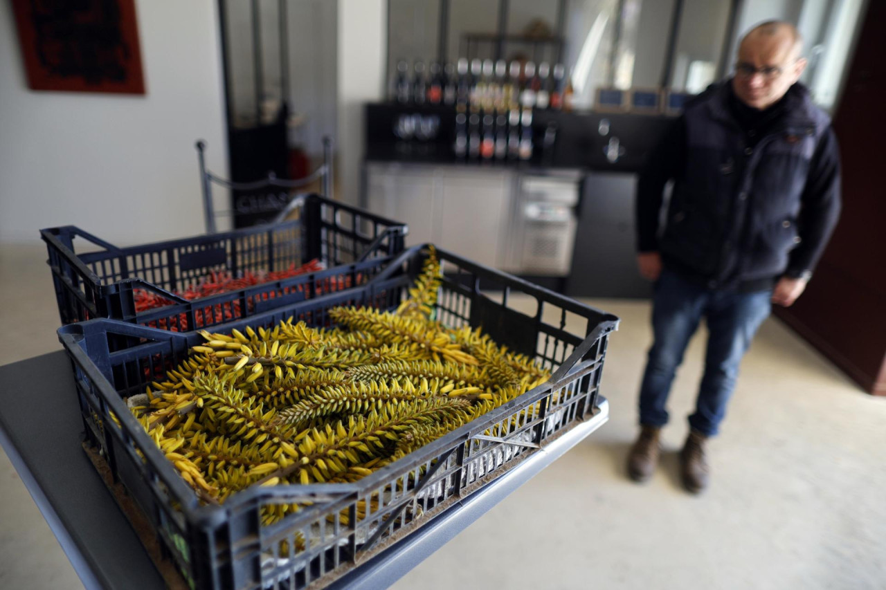 Sequía en Francia. Foto: EFE