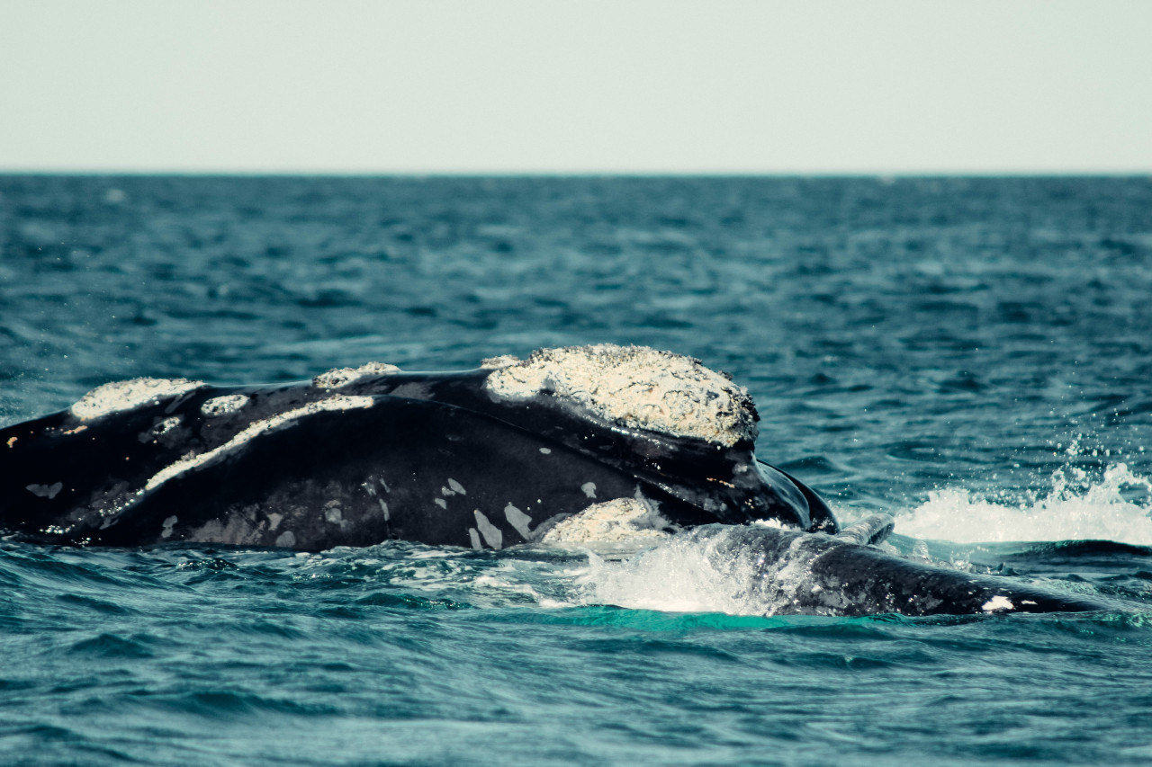 Miles de ballenas visitan Chubut al año. Foto: Unsplash