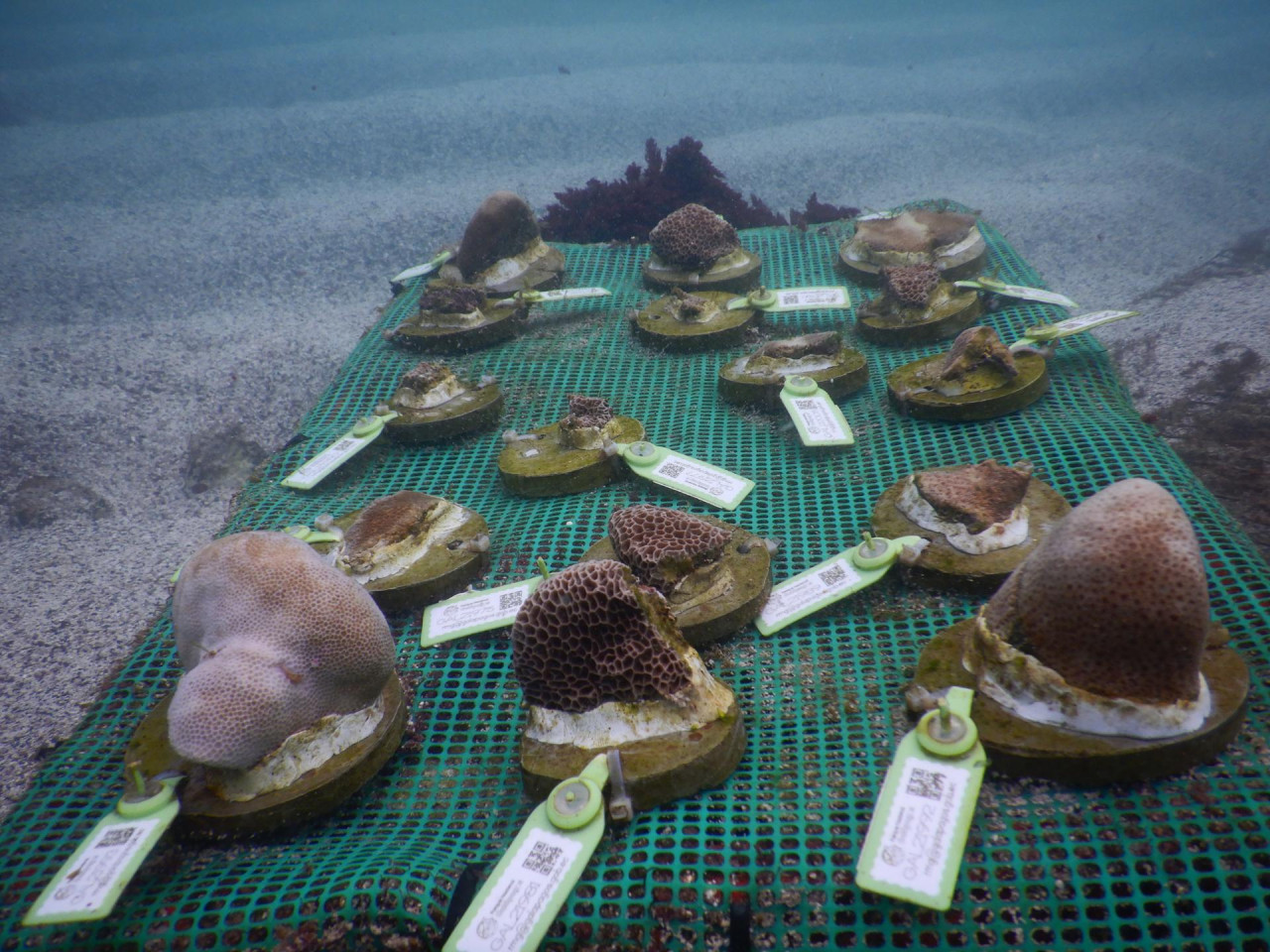 Trasplantes de arrecifes de coral en las Islas Galápagos. Foto: EFE