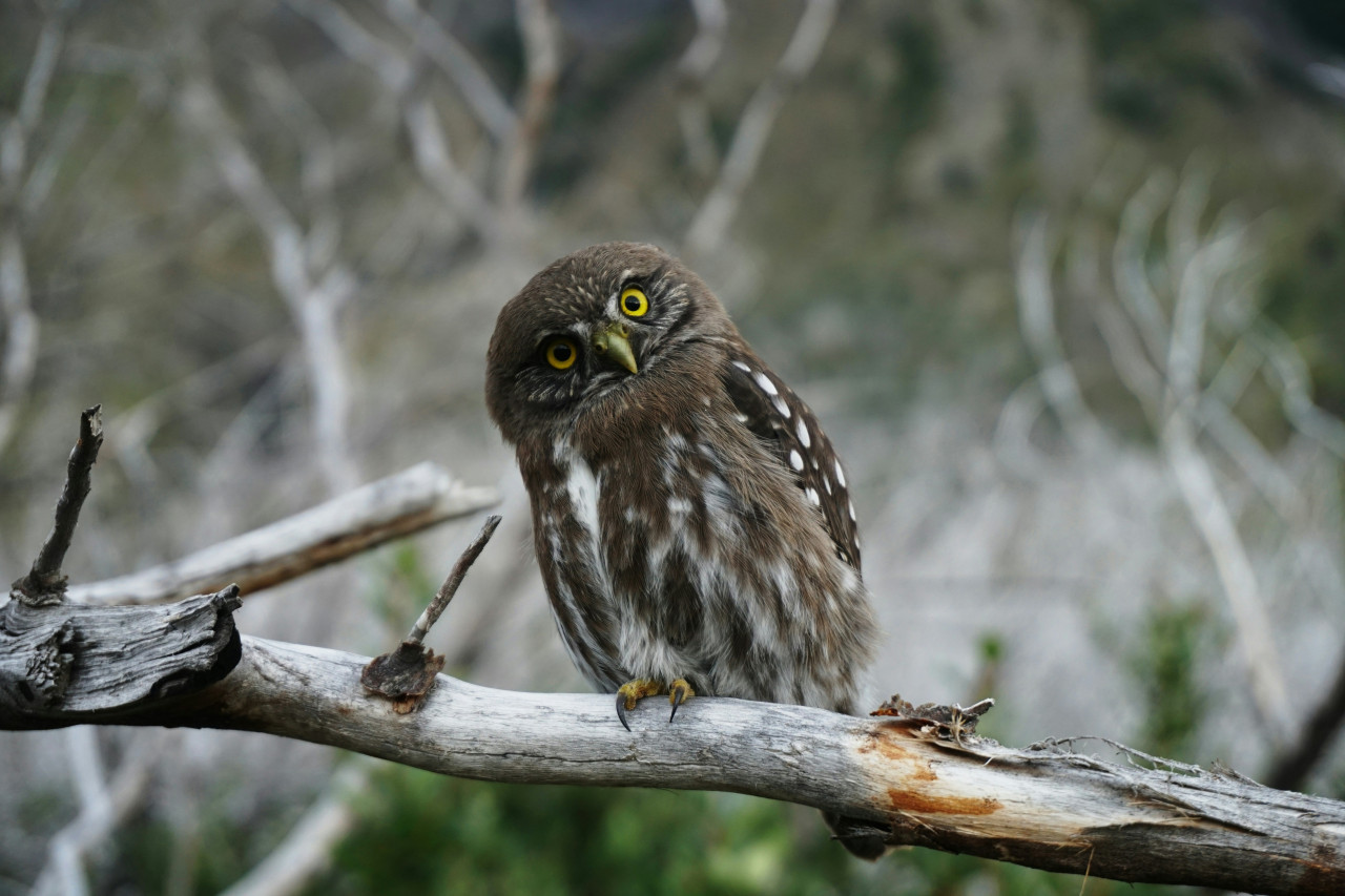 Búho. Foto: Unsplash.