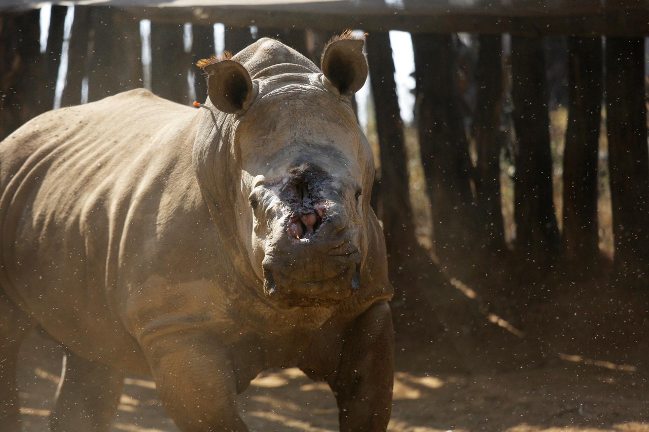 Rinocerontes. Foto: EFE