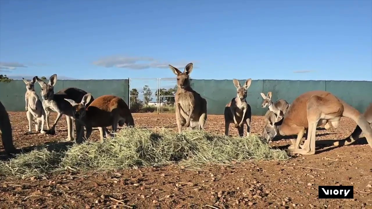 Canguros rescatados en Australia. Foto: Captura de pantalla, Viory.