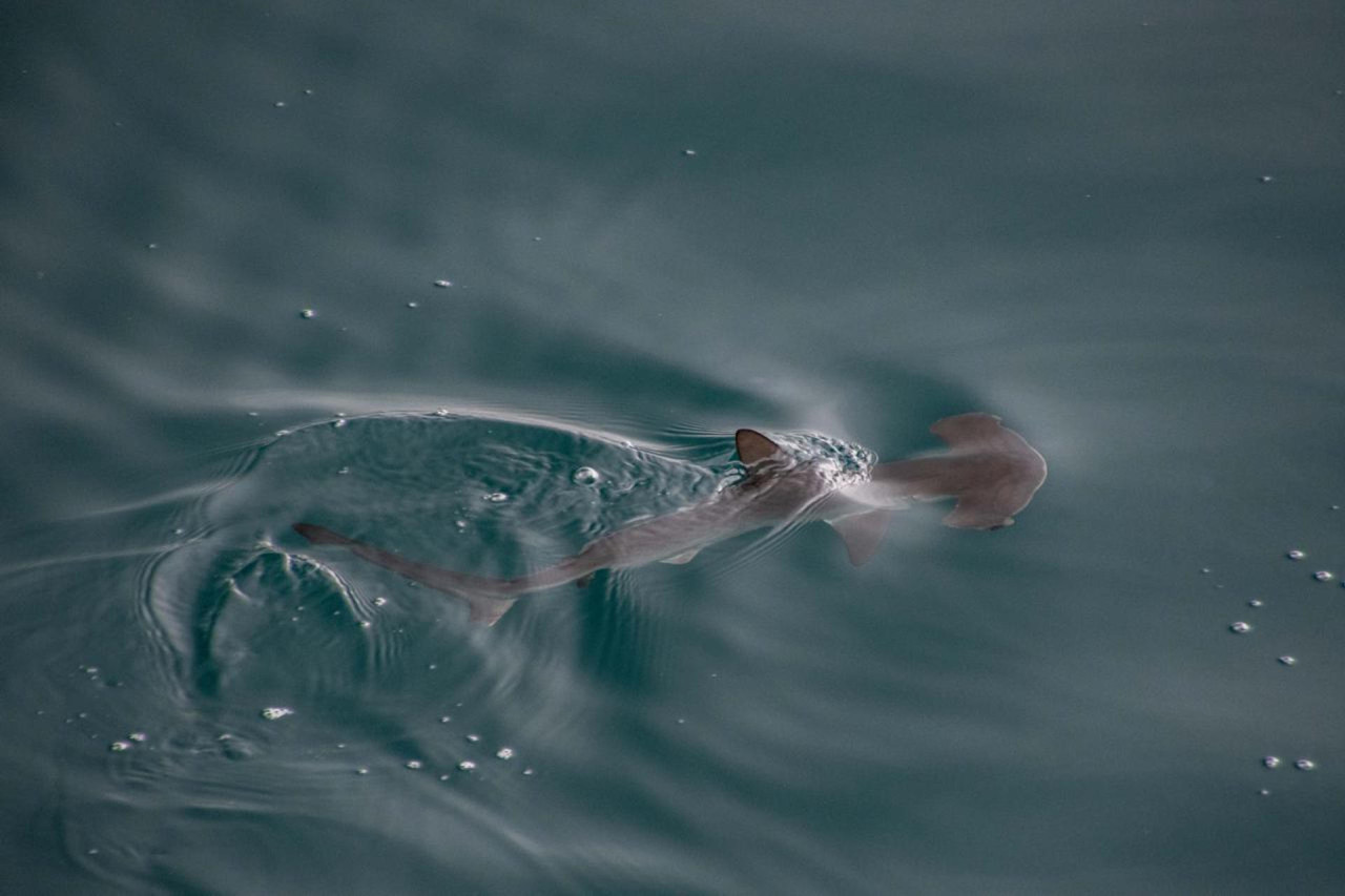 Posible "guardería" de tiburones martillo liso en las Galápagos. Foto: EFE
