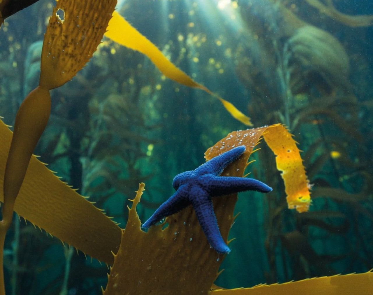 Bosques submarinos en Santa Cruz. Foto: Instagram/ @porelmar_org