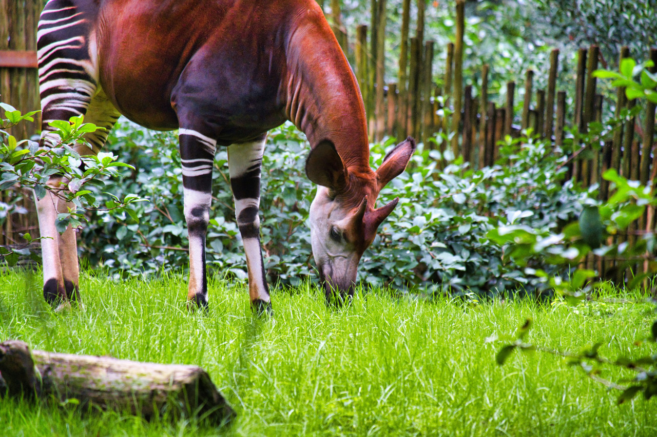 Okapi. Foto X.