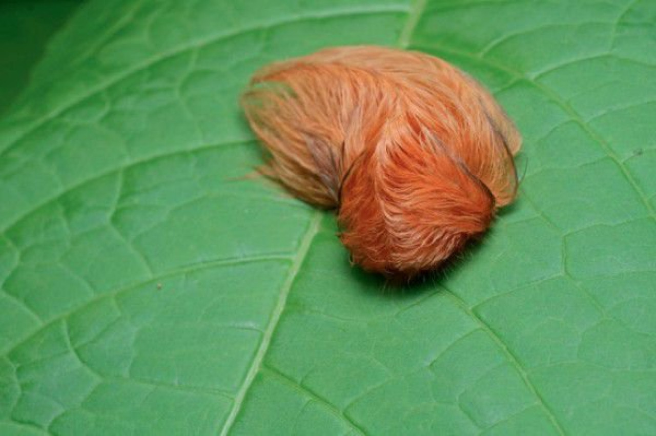 La oruga de peluche. Foto X.