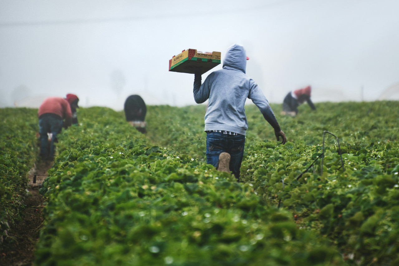 Agricultura en África. Foto: Unsplash.