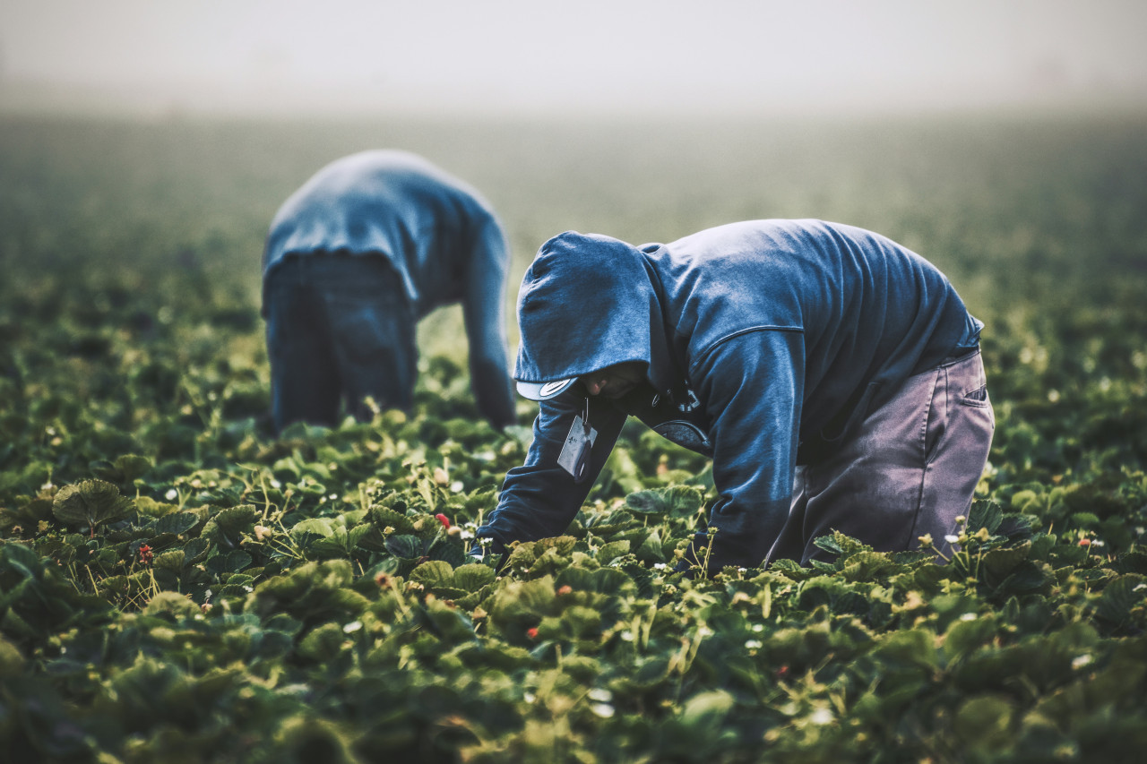 Agricultura en África. Foto: Unsplash.