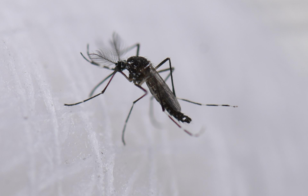 Dengue. Foto: EFE.