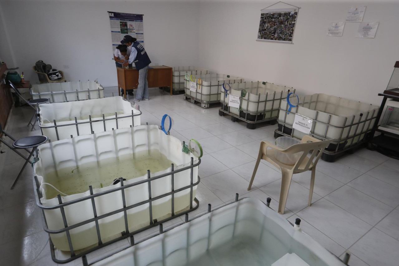 Los guppies combaten el dengue en Cali. Foto: EFE.