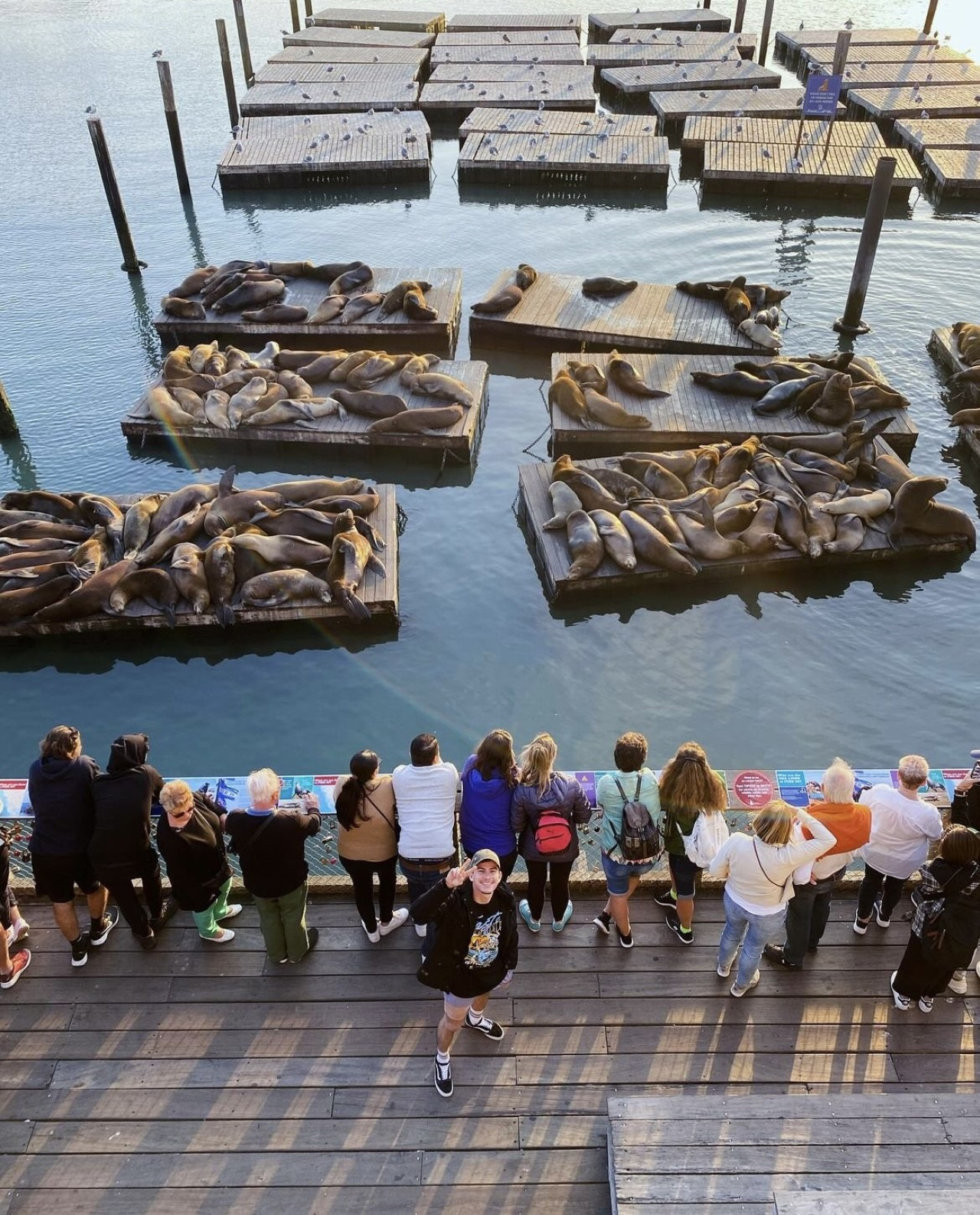 Familias disfrutando de los lobos marinos en el muelle 39 de San Francisco. Foto: Instagram Pier39.