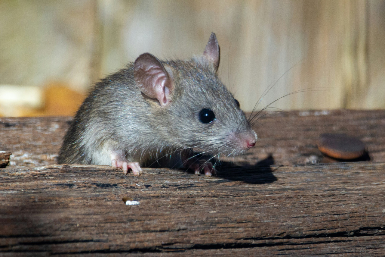 Algunos ratones y ratas pueden llevar enfermedades dañinas. Foto: Unsplash