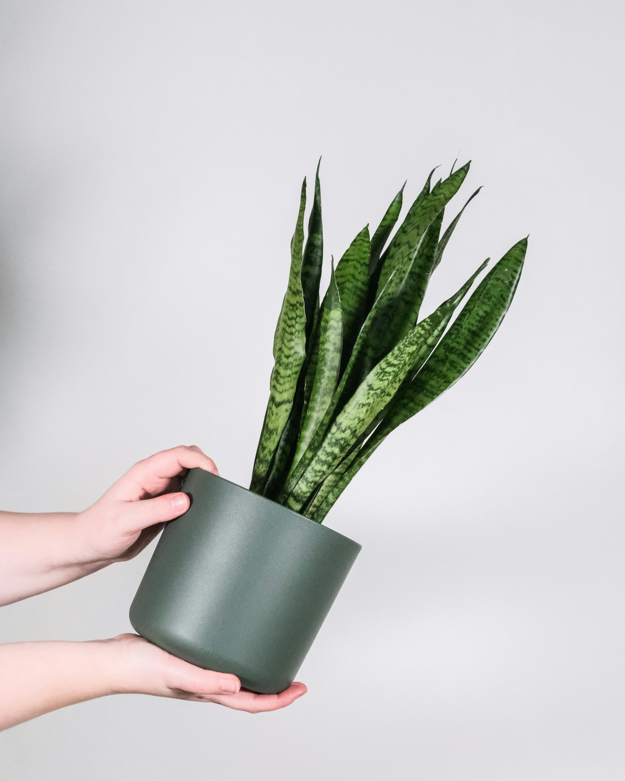 Sansevieria. Foto: Unsplash.