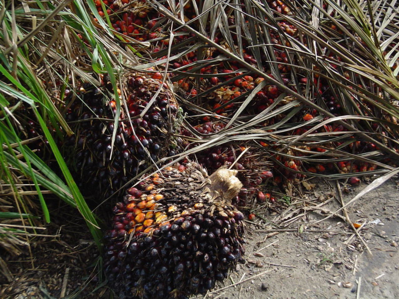 El aceite de palma es de origen vegetal y se obtiene del mesocarpio de la fruta de la palma de las especies Elaeis guineensis y Elaeis oleifera. Foto: Wikipedia.