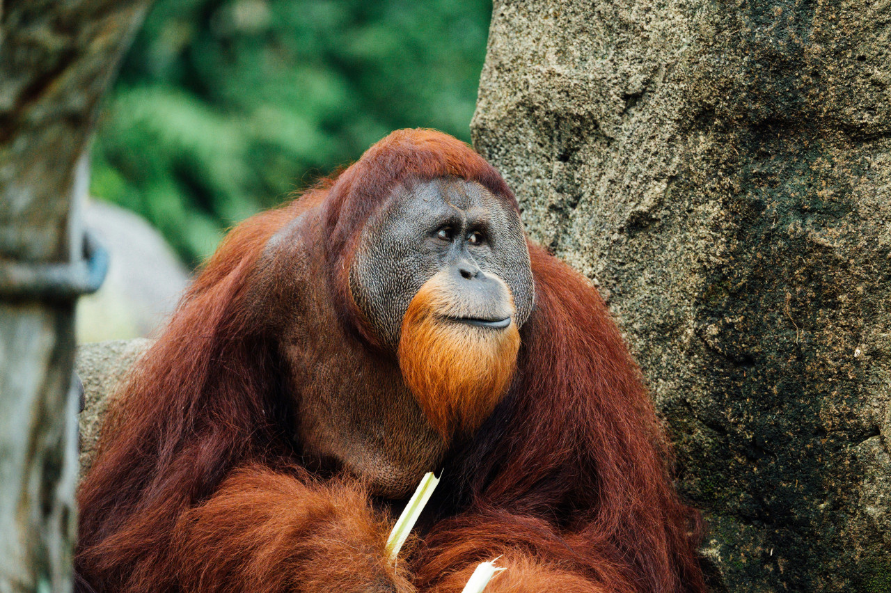 Orangután. Foto: Unsplash.