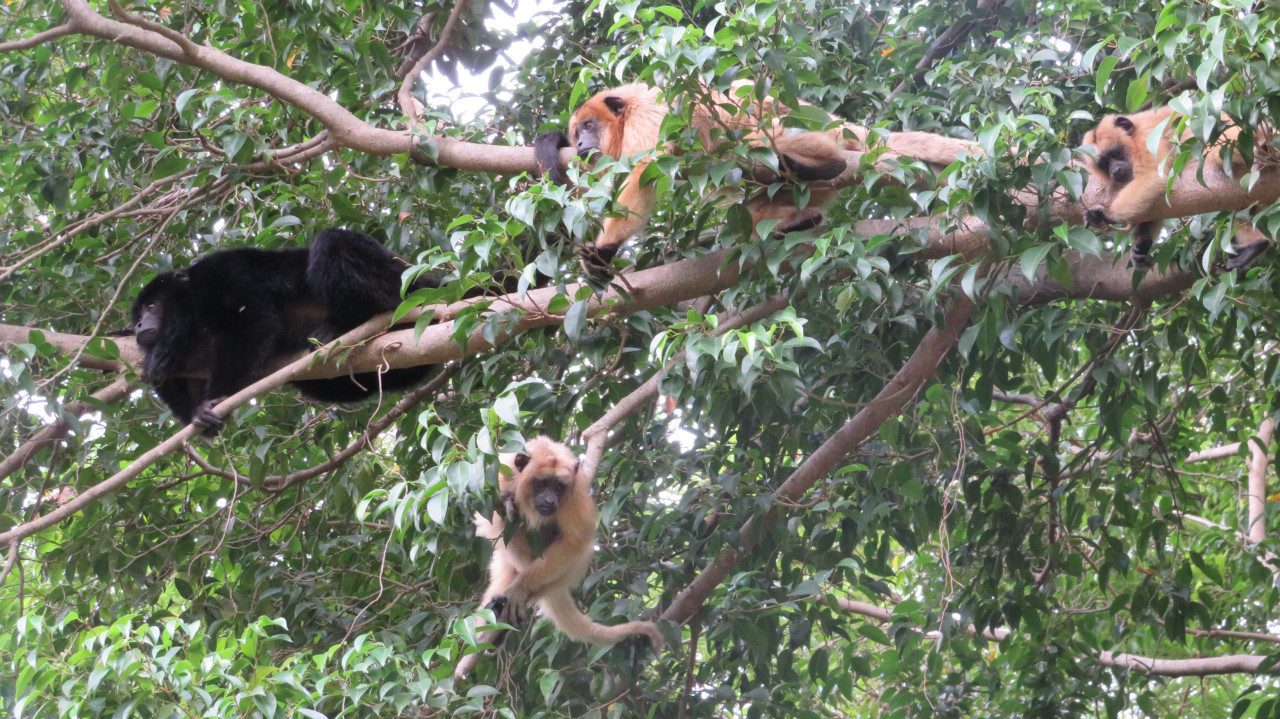 Monos Carayá. Foto: X