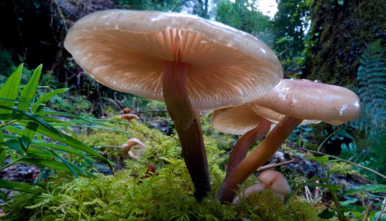 Conserva Puchegüín. Foto: captura