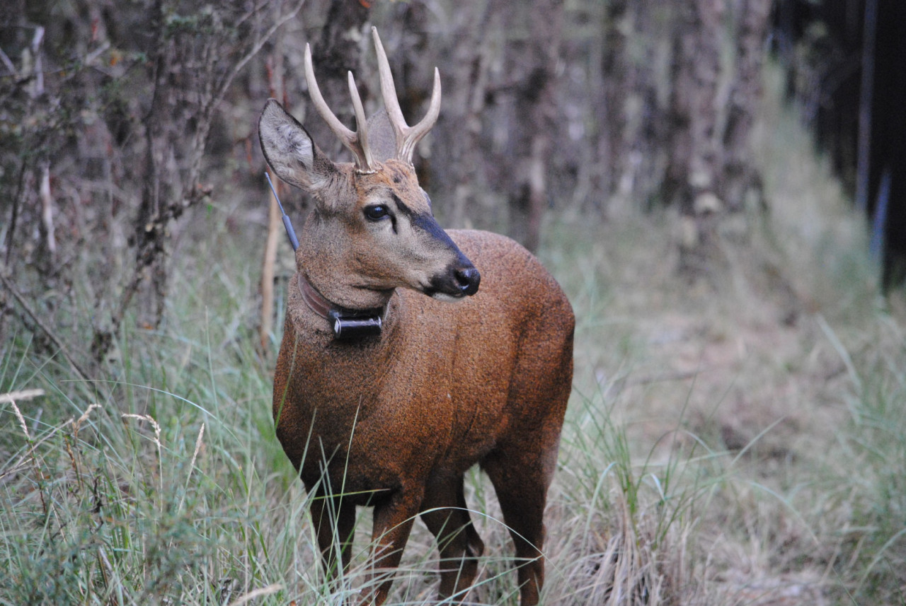 Huemul. Foto: fundacionhuilohuilo