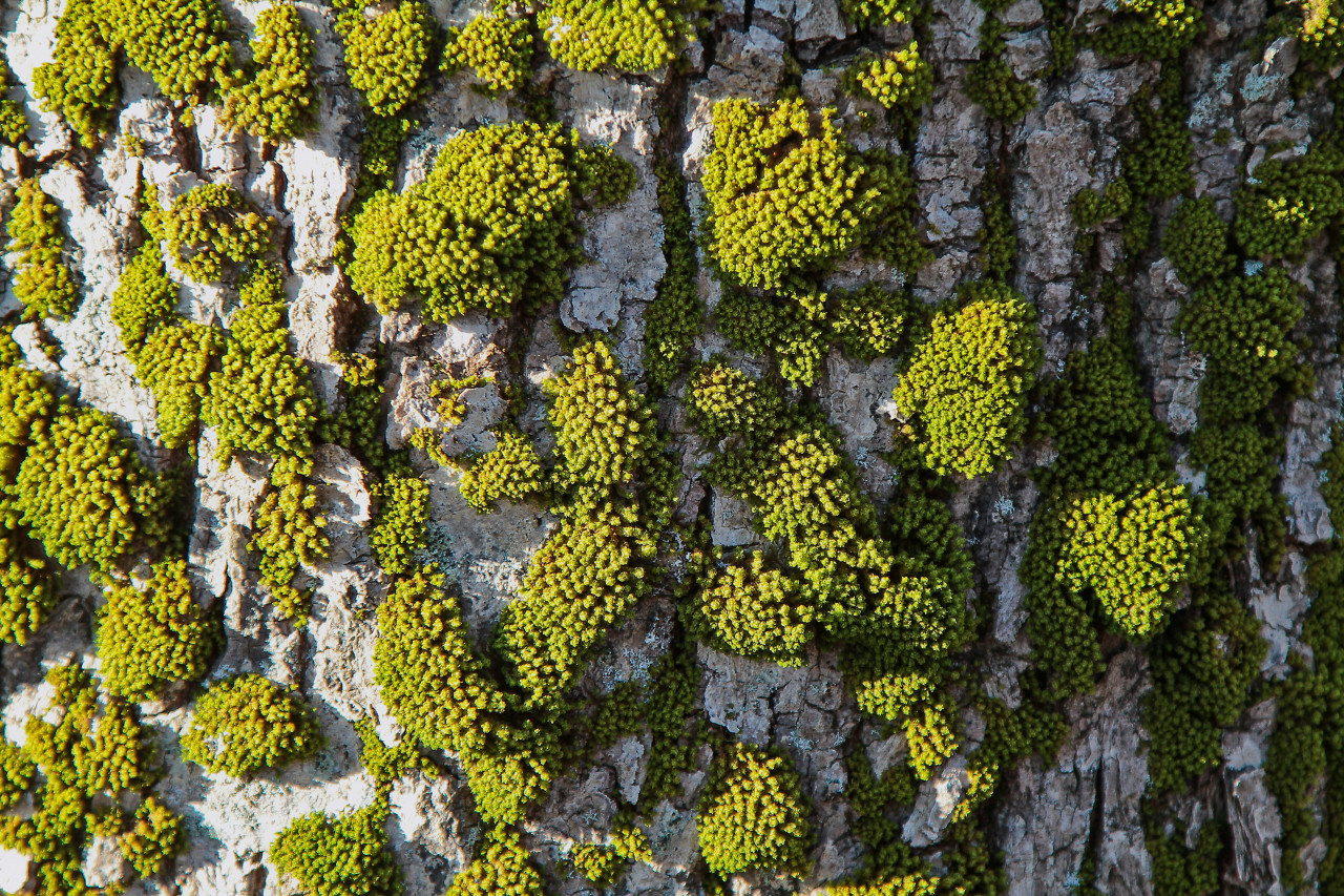 Musgo. Foto: Unsplash.