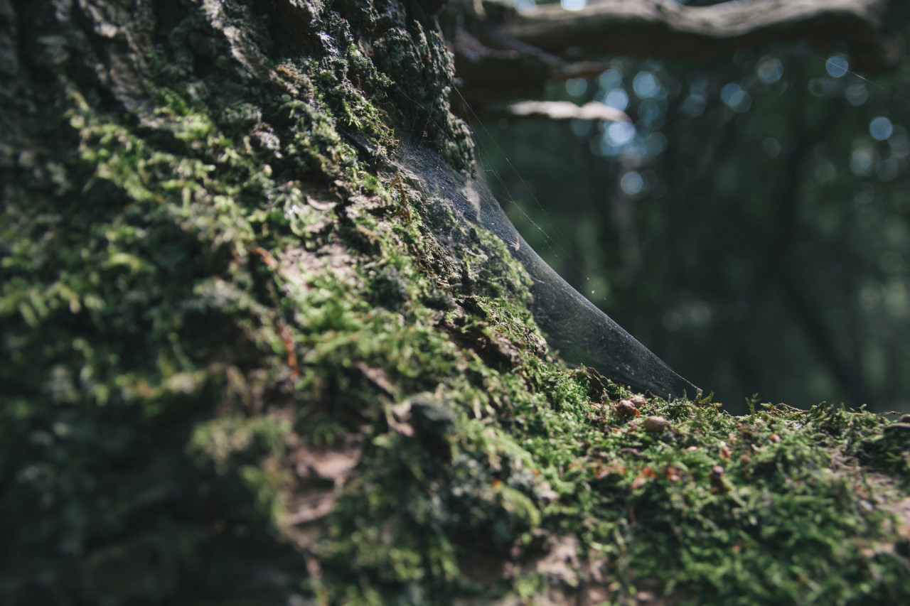 Musgo. Foto: Unsplash.