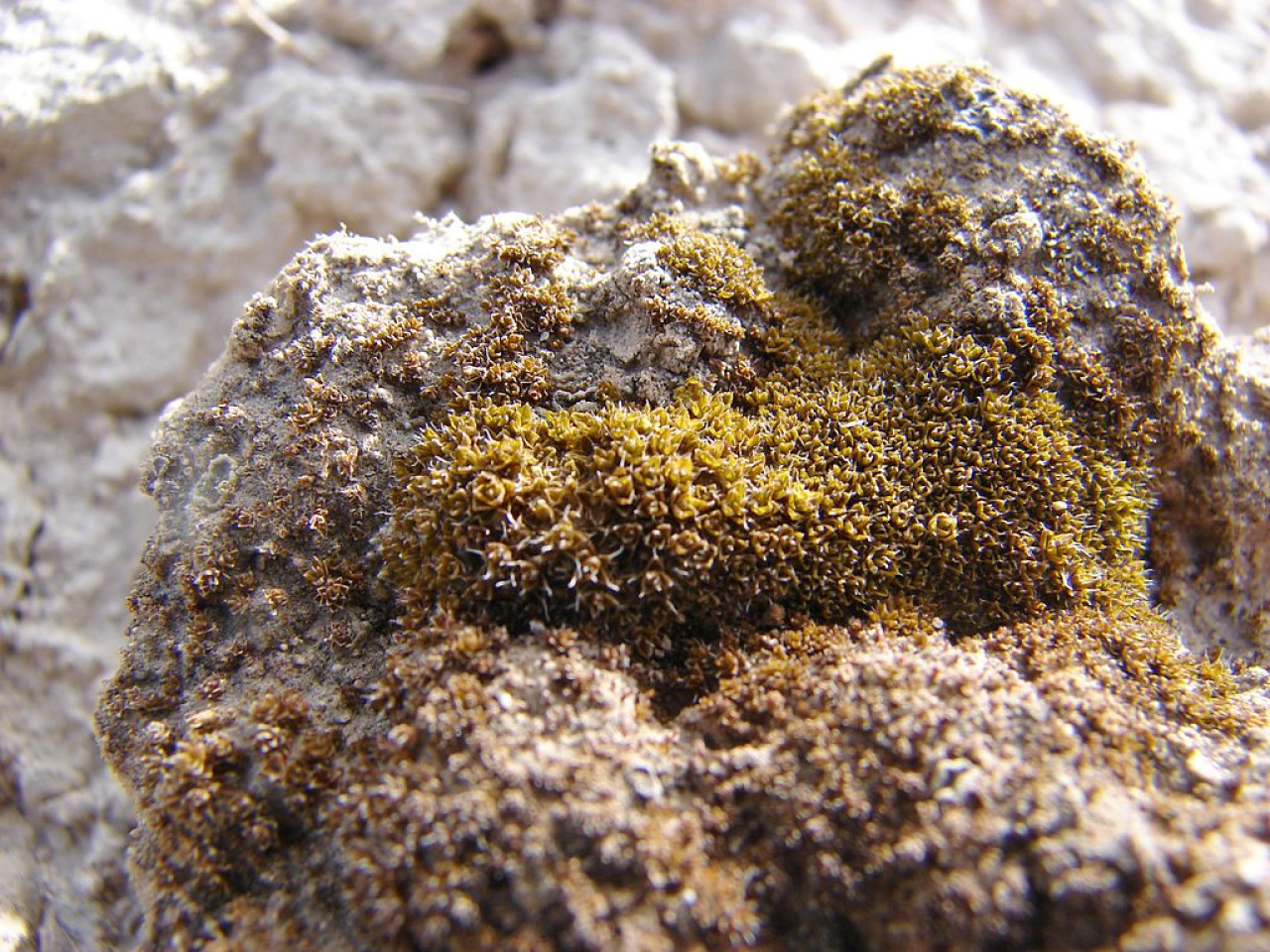 Syntrichia caninervis. Foto: Wikipedia.