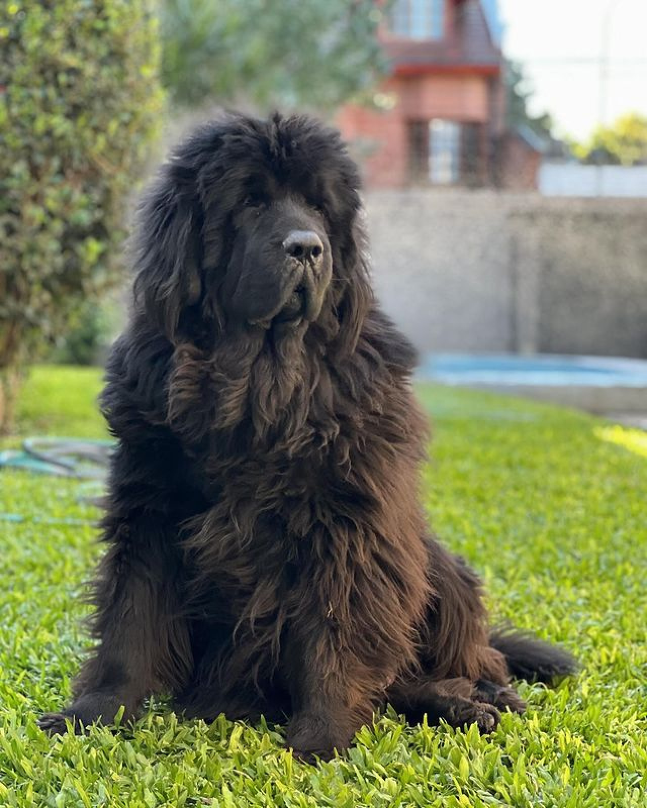 Diego Ramos publicó una foto de su mascota fallecida. Foto: Instagram.