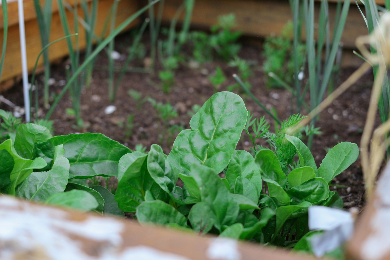 Huerta, verduras. Foto Unsplash.