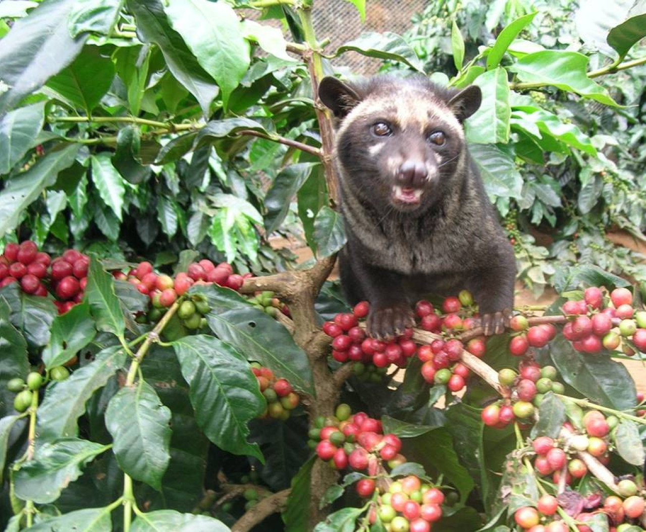El café extraído de las heces de la civeta es el más caro del mundo. Foto: X.