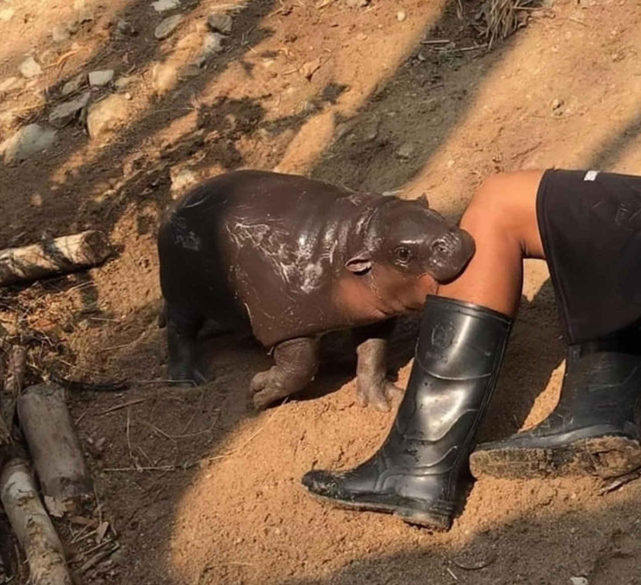 Moo Deng, el bebé de hipopótamo pigmeo que es furor en las redes. Fuente: EFE