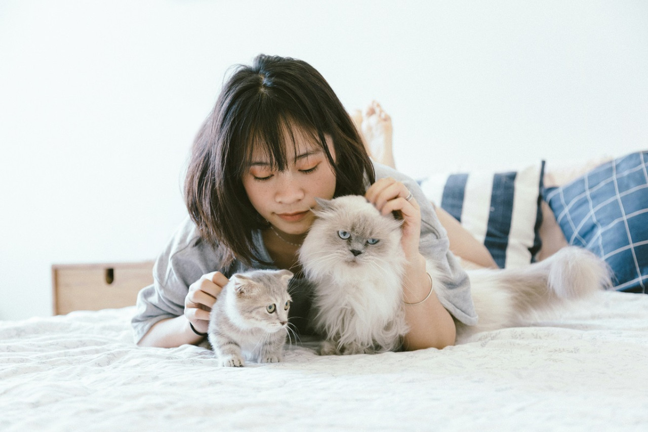 Gatos; felinos; mascotas. Foto: Unsplash.
