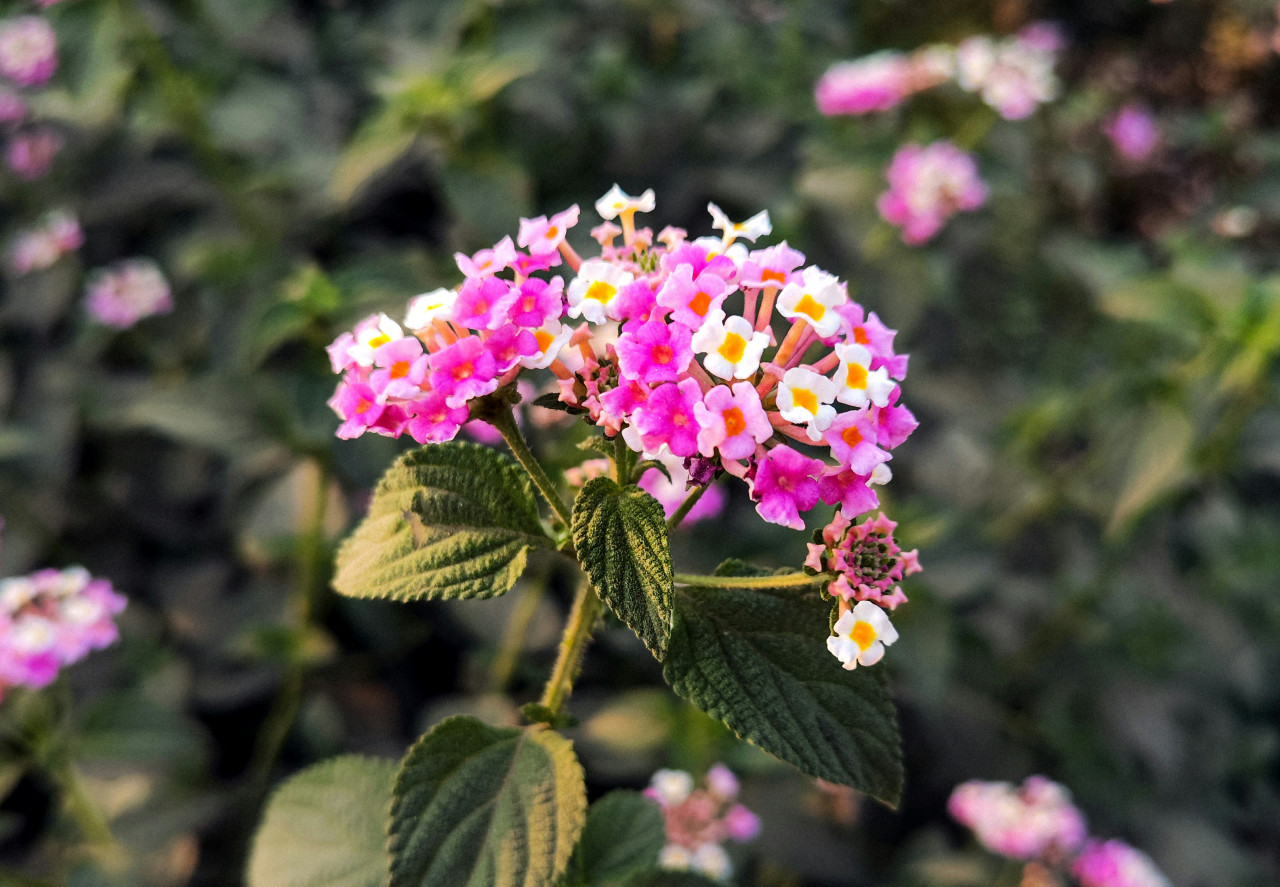 Lantana, planta. Foto: Unsplash
