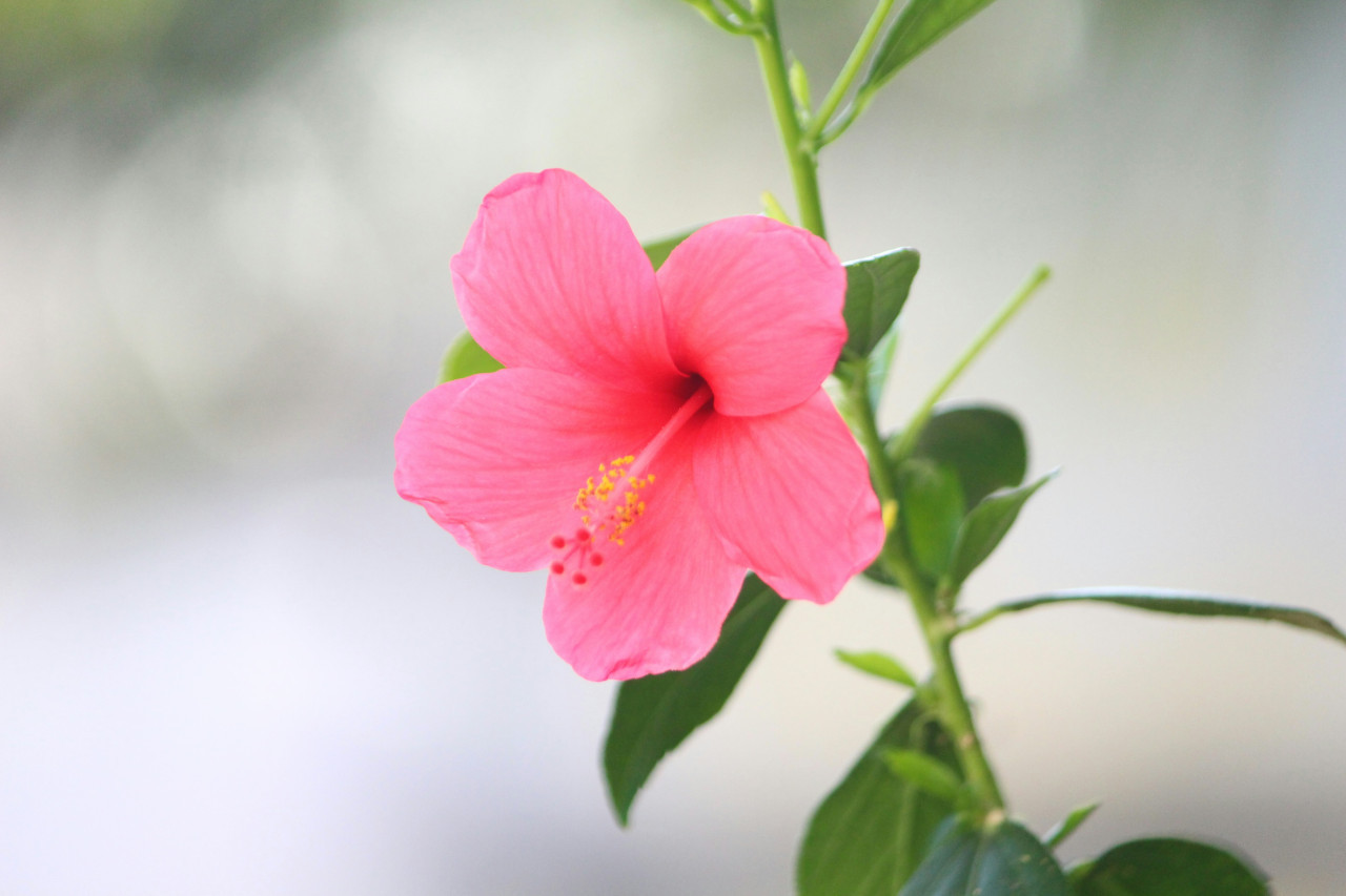 Hibisco. Foto: Unsplash