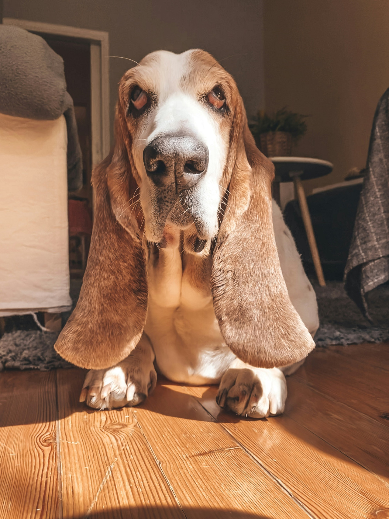 Basset Hound. Foto Unsplash