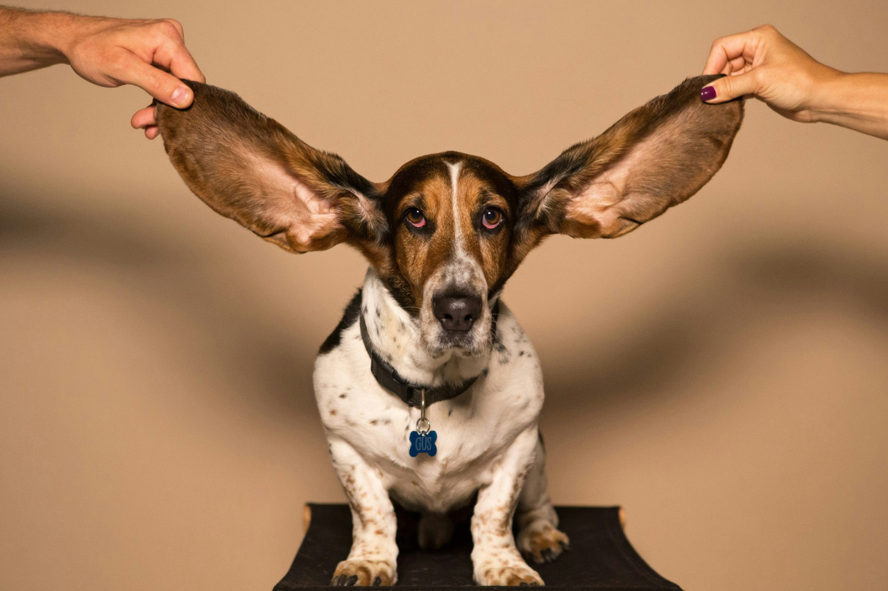 Basset Hound. Foto Unsplash