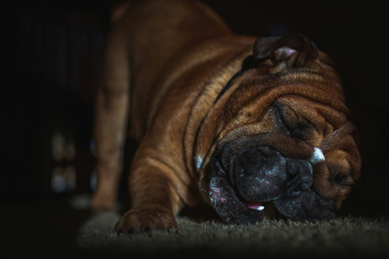 Bull Dog Inglés. Foto Unsplash