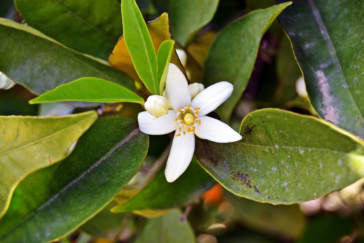 Flor de jazmín. Foto: Pexels.