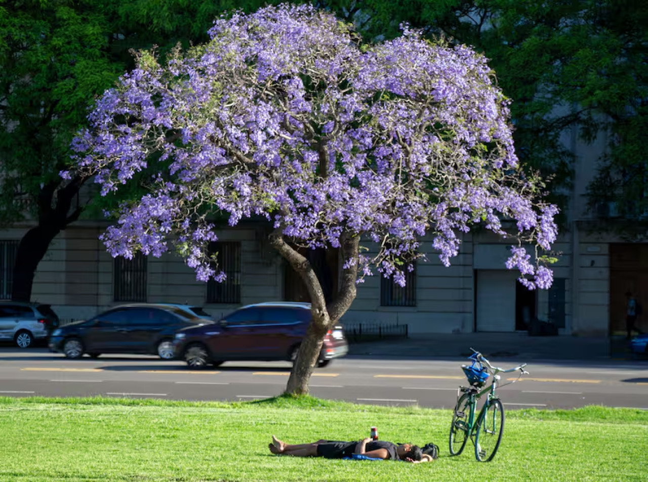 El árbol jacarandá, presente en CABA. Foto: Gobierno de la Ciudad.