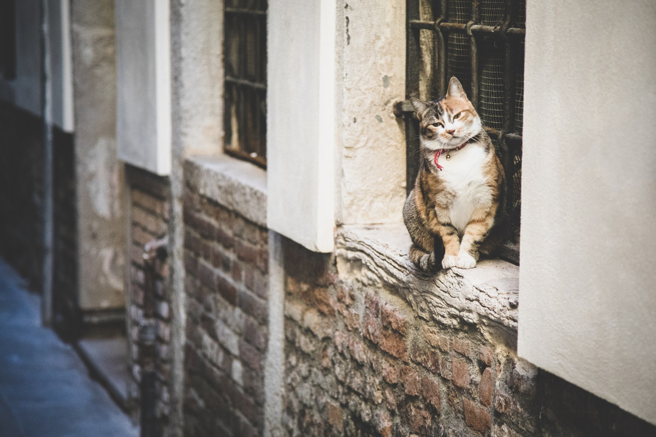 Gato. Foto Freepik
