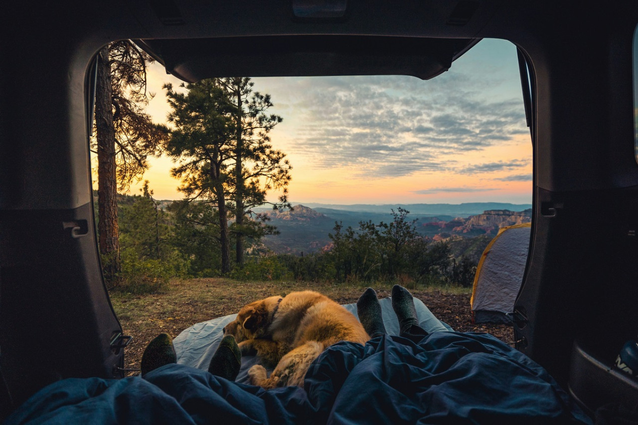 Perros; mascotas. Foto: Unsplash.