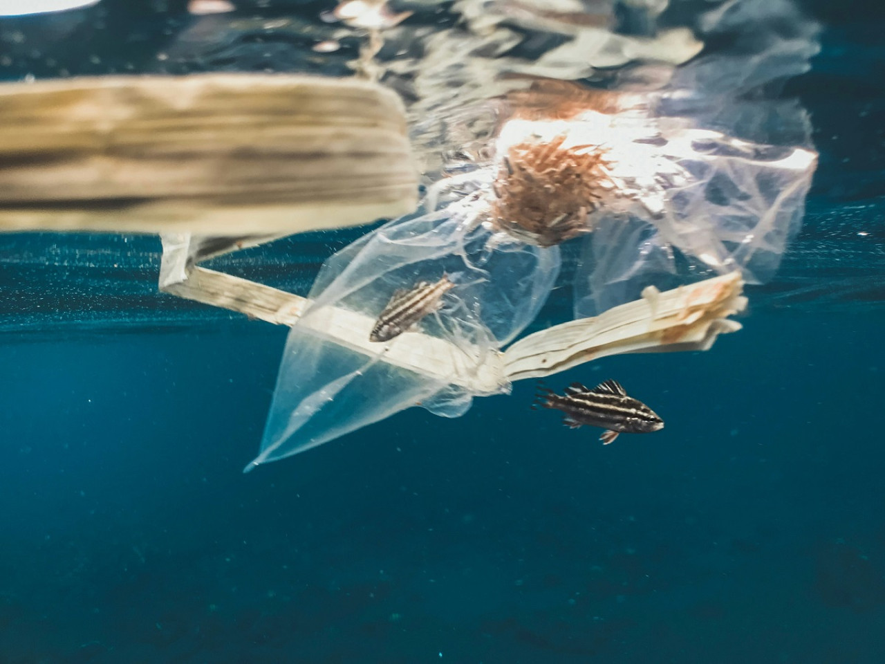 Contaminación acuática. Foto: Unsplash.
