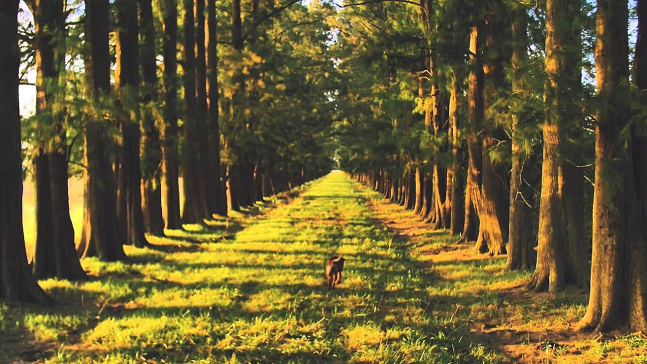 La naturaleza de Abbott. Foto: Municipalidad de Monte.