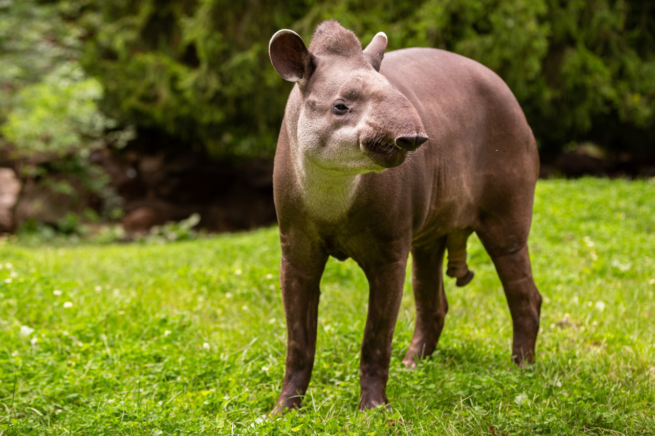 Tapir Sudaméricano. Foto Freepik