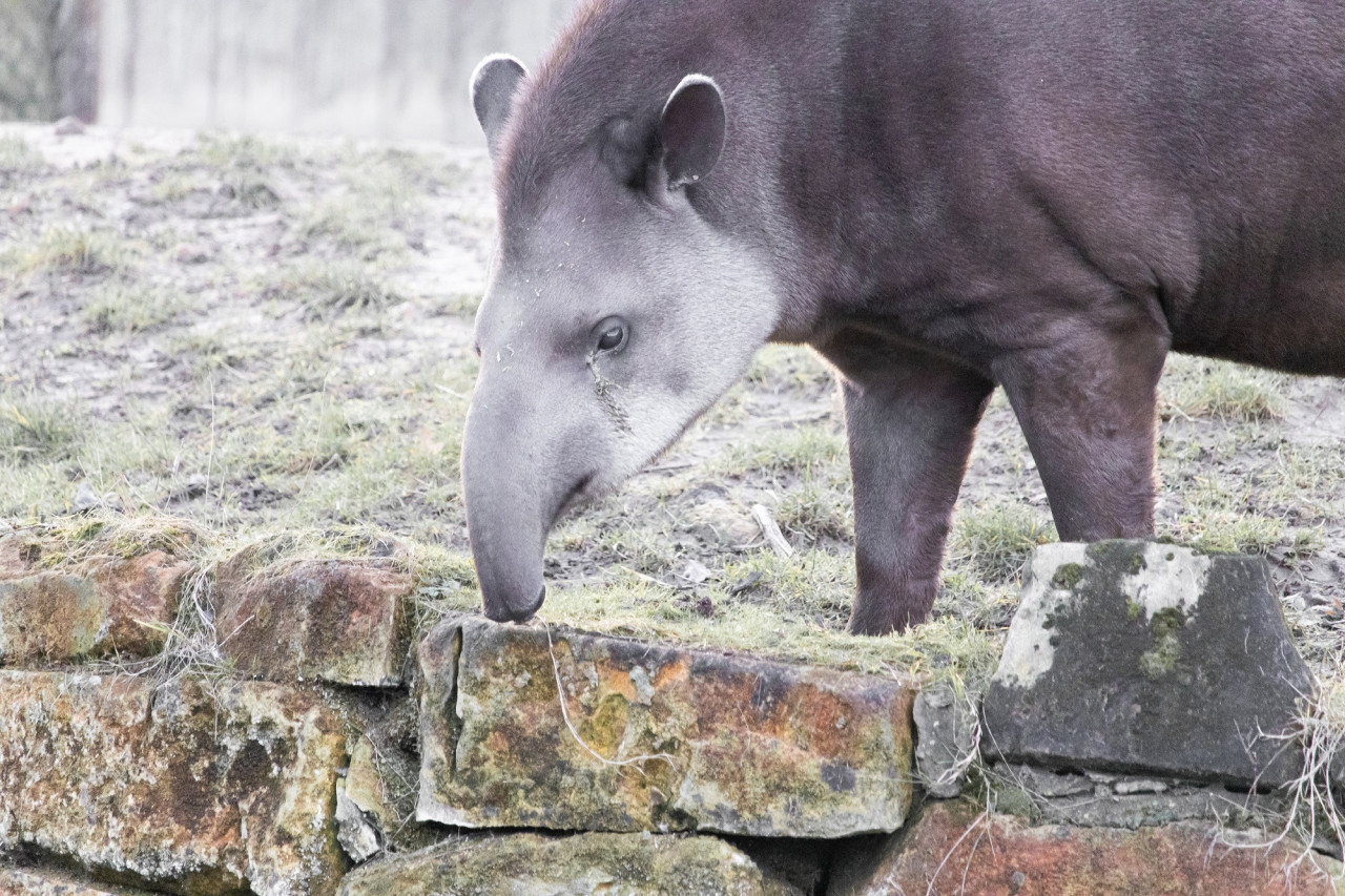 Tapir Sudaméricano. Foto Freepik