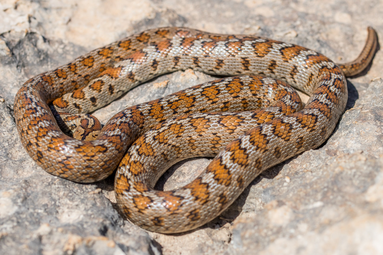 Serpiente. Foto Freepik