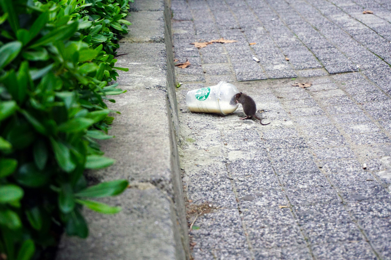 Ratas. Foto Unsplash